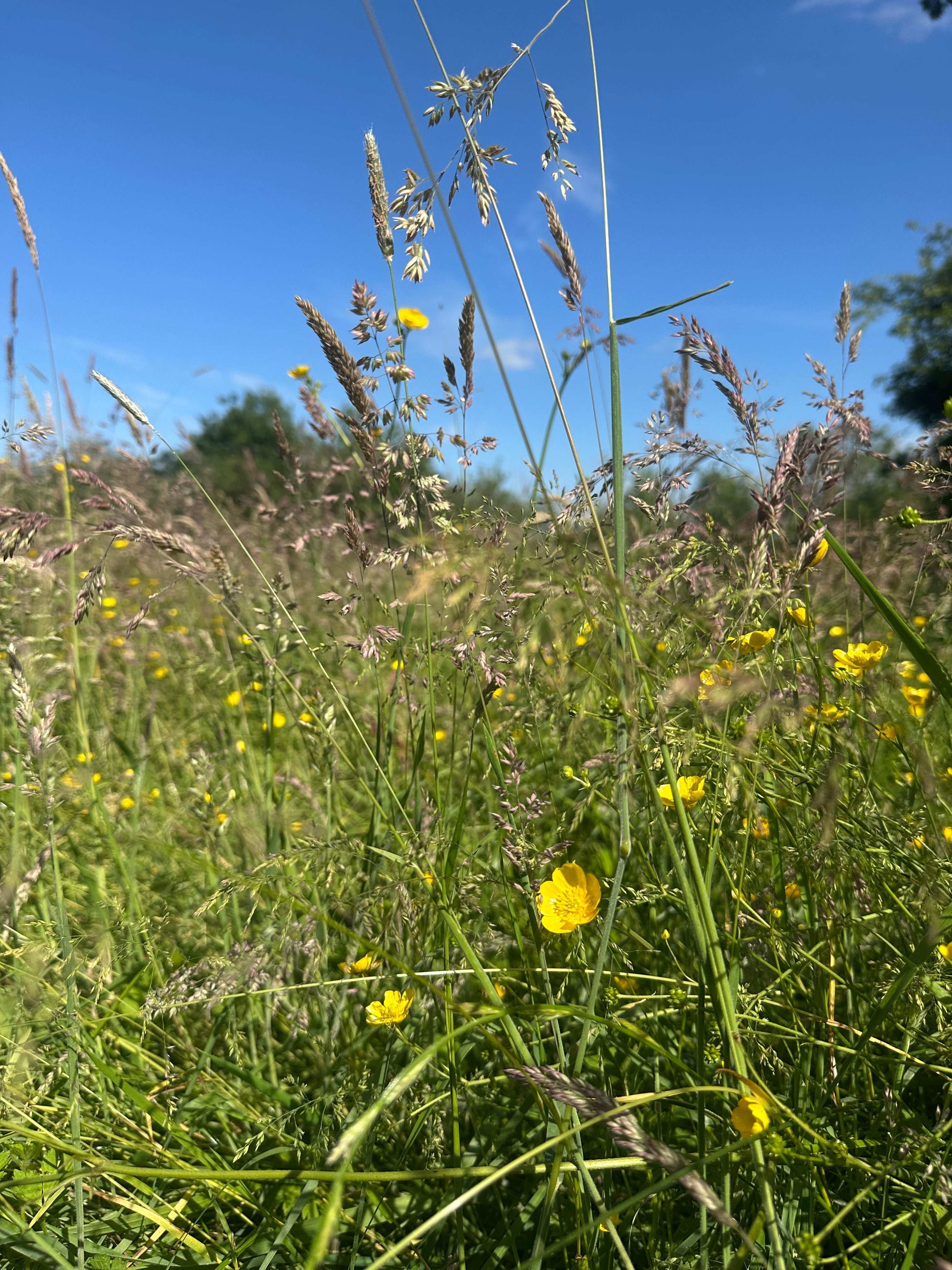 Summer Solstice: Abundance, Reflection & Celebrating the Longest Day